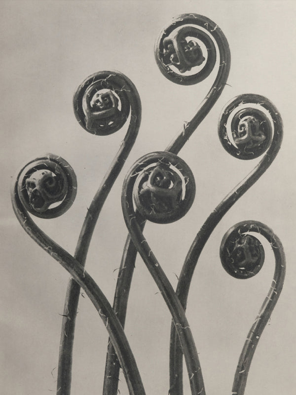 Karl Blossfeldt: The Wonder Garden of Nature